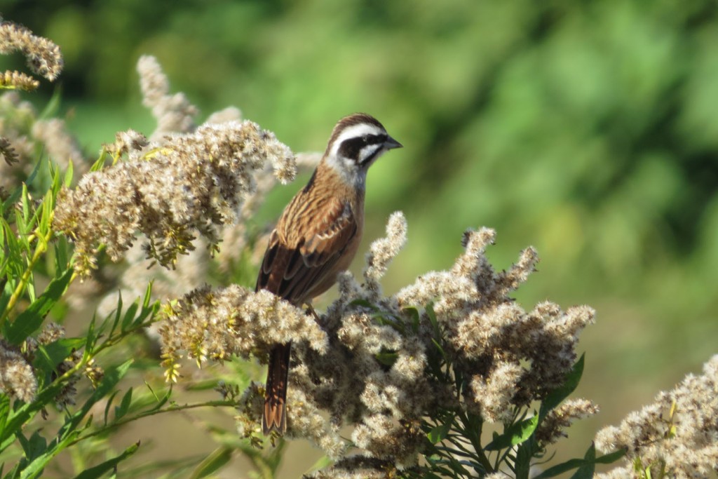 ハエトリソウの世話 - ハエトリソウの罠とその餌付け