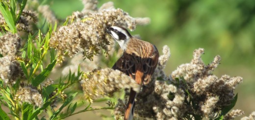 ホオジロセイタカアワダチソウをついばむ