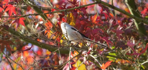 エナガ紅葉バック