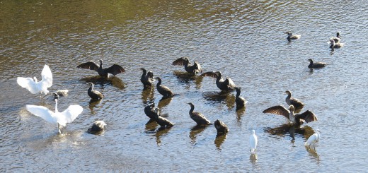 カワウ羽を乾かす