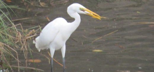 ダイサギ魚ゲット