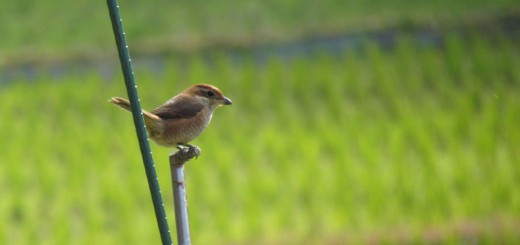 モズ支柱の上に留まる