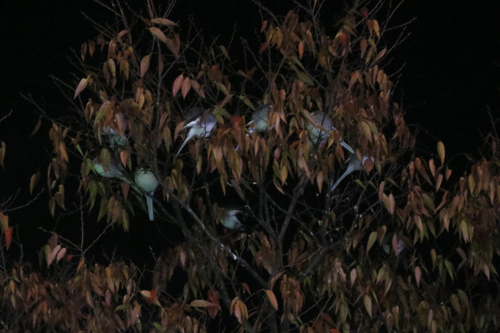 チャマドレアのケア - 鉢植えのチャマドレアヤシの木に水をやる方法