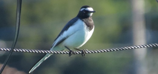 セグロセキレイメイン