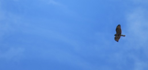 ノスリメインHS50