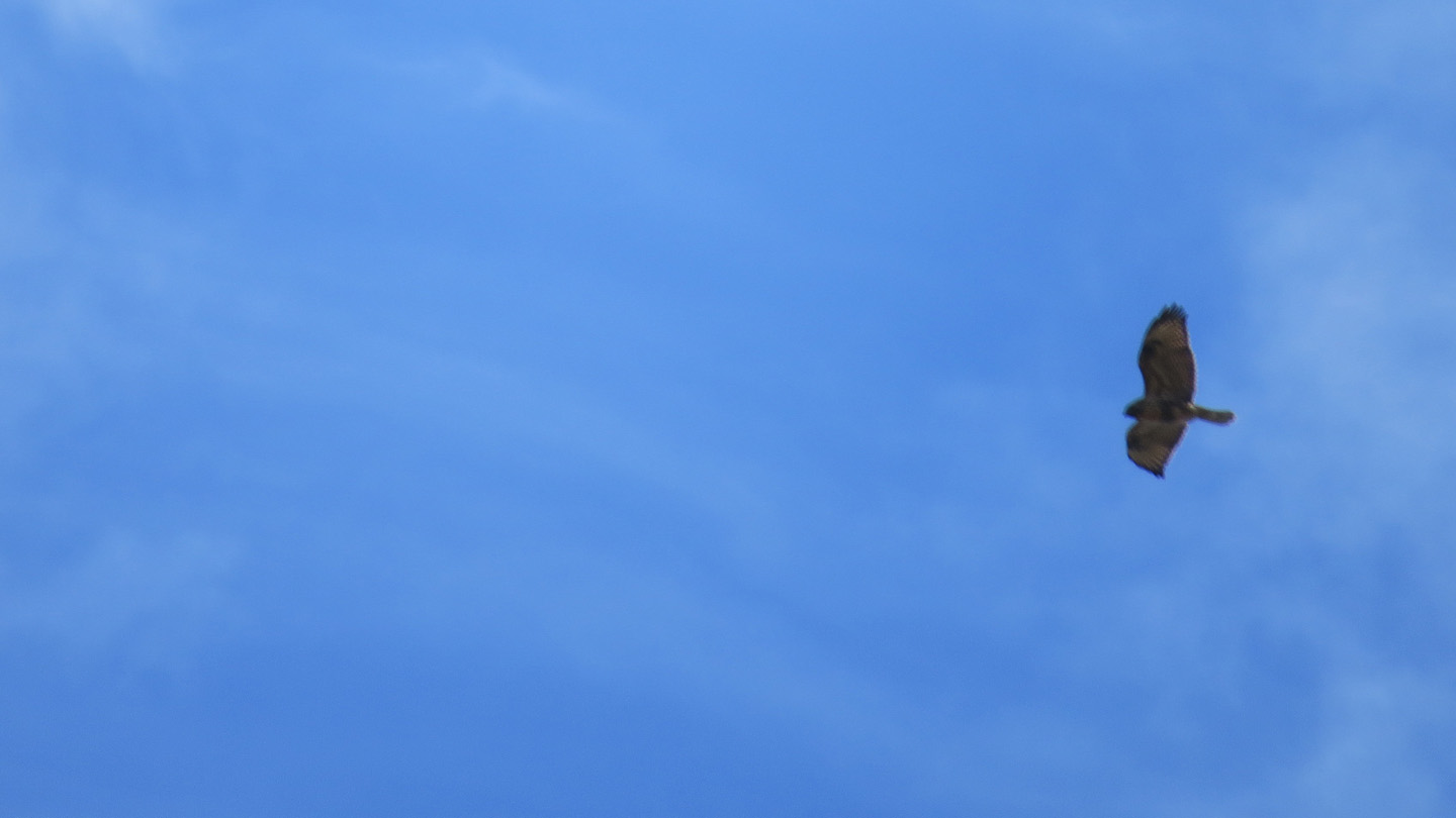 ノスリメインHS50