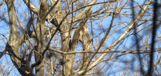 アカゲラ証拠写真