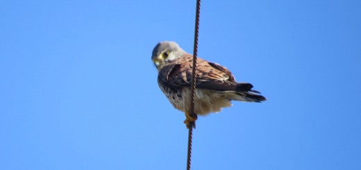 チョウゲンボウこちらを見る