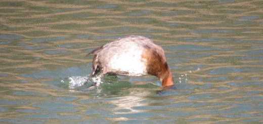 ホシハジロ潜り