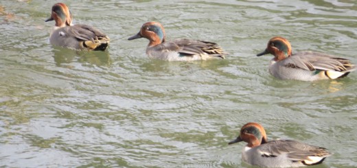 コガモ雄4羽メイン