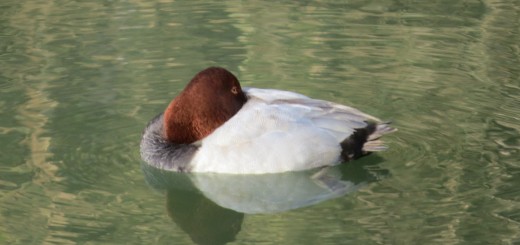 ホシハジロ雄目開ける