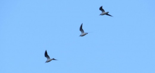 ユリカモメメイン