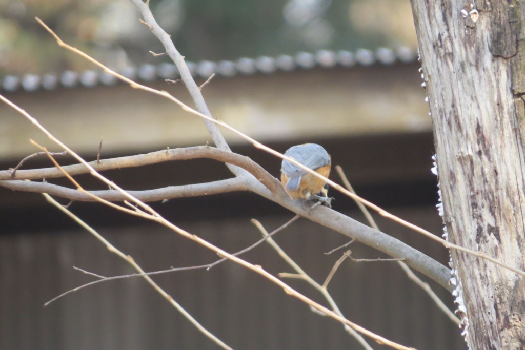 松ぼっくりのある木 15 本 - 松ぼっくりのある木がさらに増えます