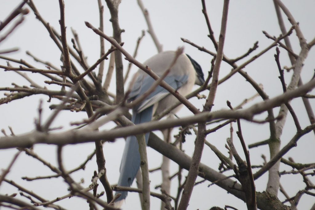 オナガ向こうを見る