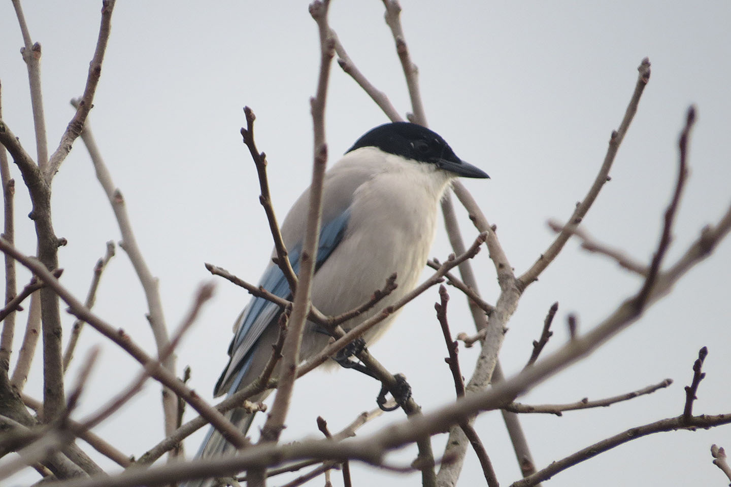 長い尾を持つ動物 - 草原跳躍ネズミ (Zapus hudsonius)