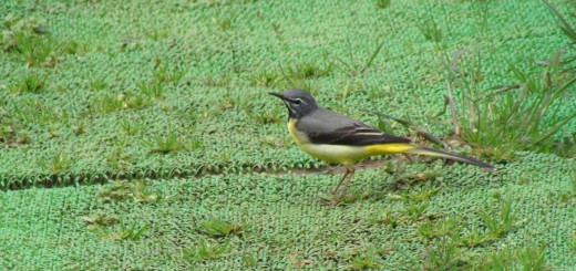 キセキレイ緑の上