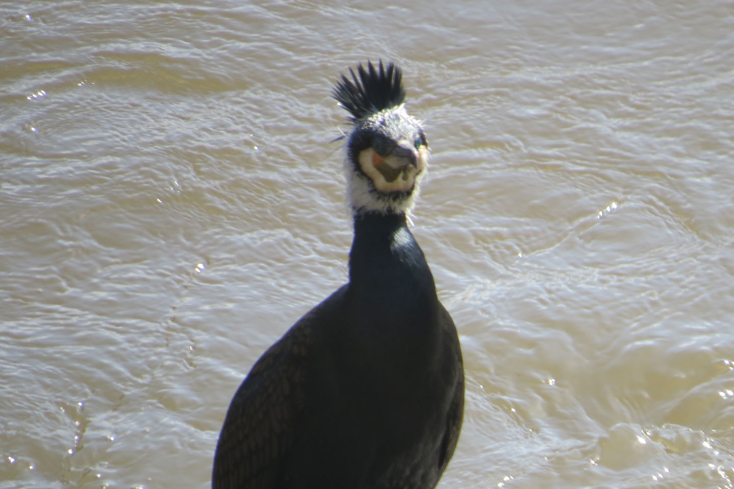 モヒカンカワウこちらを見るアイキャッチ