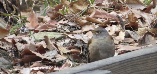 シロハラ左向き