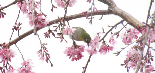 メジロしだれ桜下向き