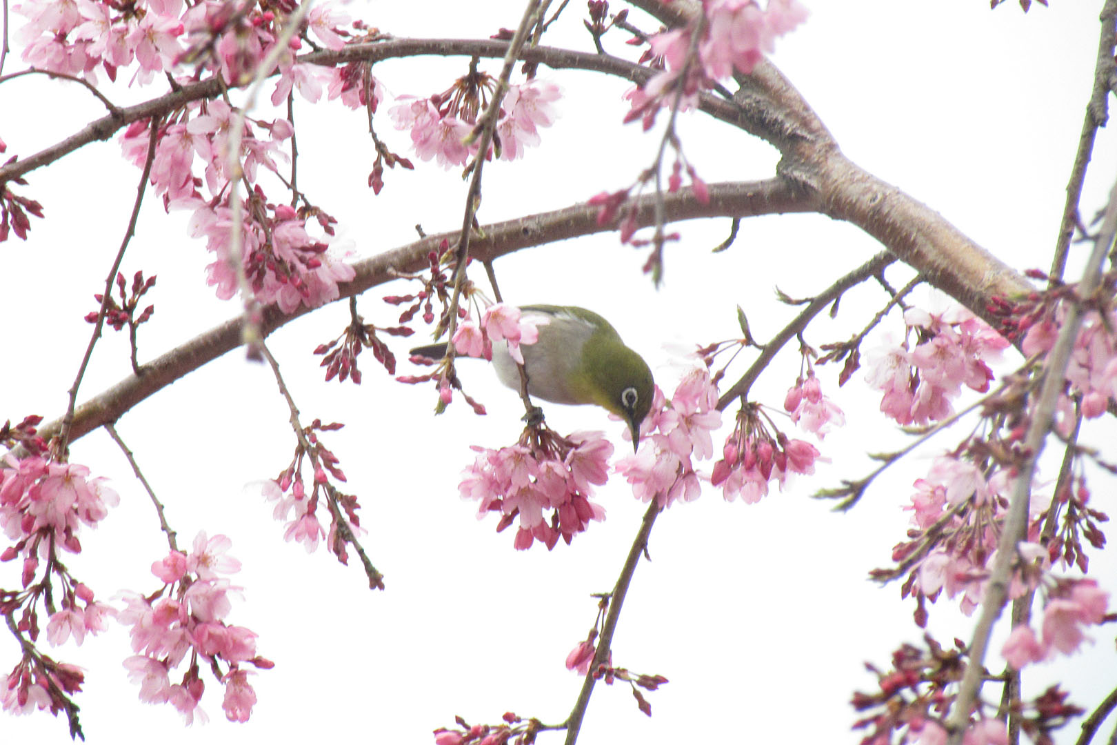 メジロ しだれ桜 みどりの鳥 横浜市北部 緑区周辺の野鳥紹介