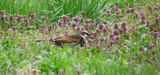 ツグミとヒメオドリコソウ