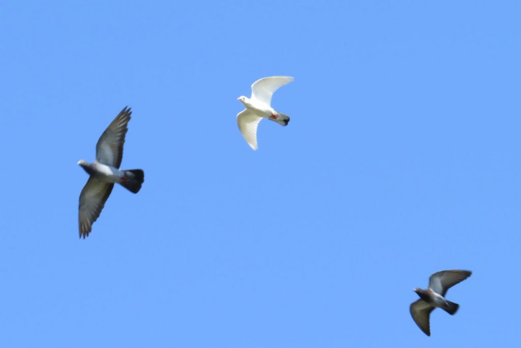 ドバト（カワラバト）白飛ぶ