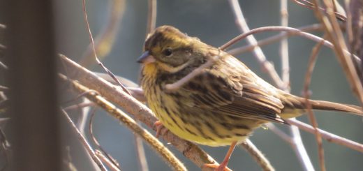 アオジピンボケ