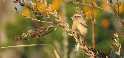 ホオジロ雌左向き