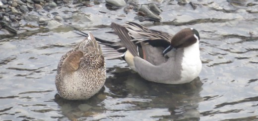 オナガガモ風切り羽