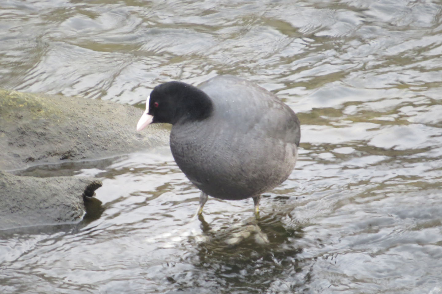 水中のポトス:手入れ、生殖、黄葉 - 水中のポトスの生殖