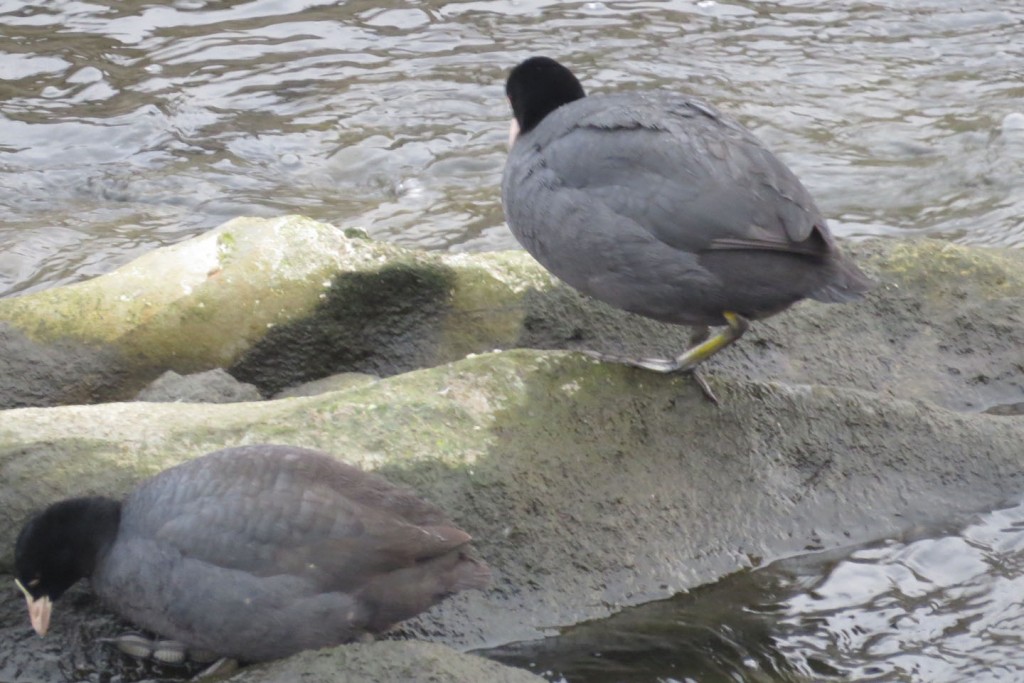 水中のポトス: ケア、繁殖、黄葉 - 水中のポトスの光、温度、場所