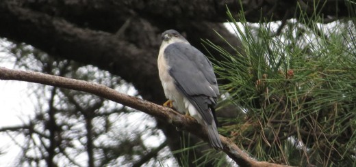 ツミこちらを気にする