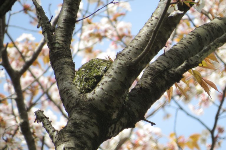 あなたを魅了するカラスに関する 10 の事実