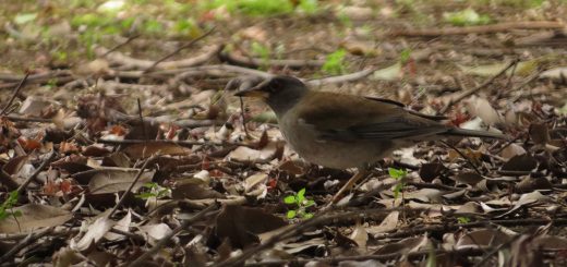 シロハラ左向き