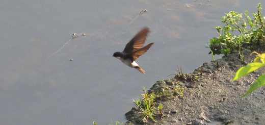 イワツバメ飛翔