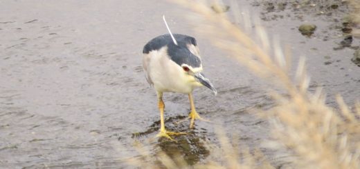 ゴイサギ冠羽がアンテナ