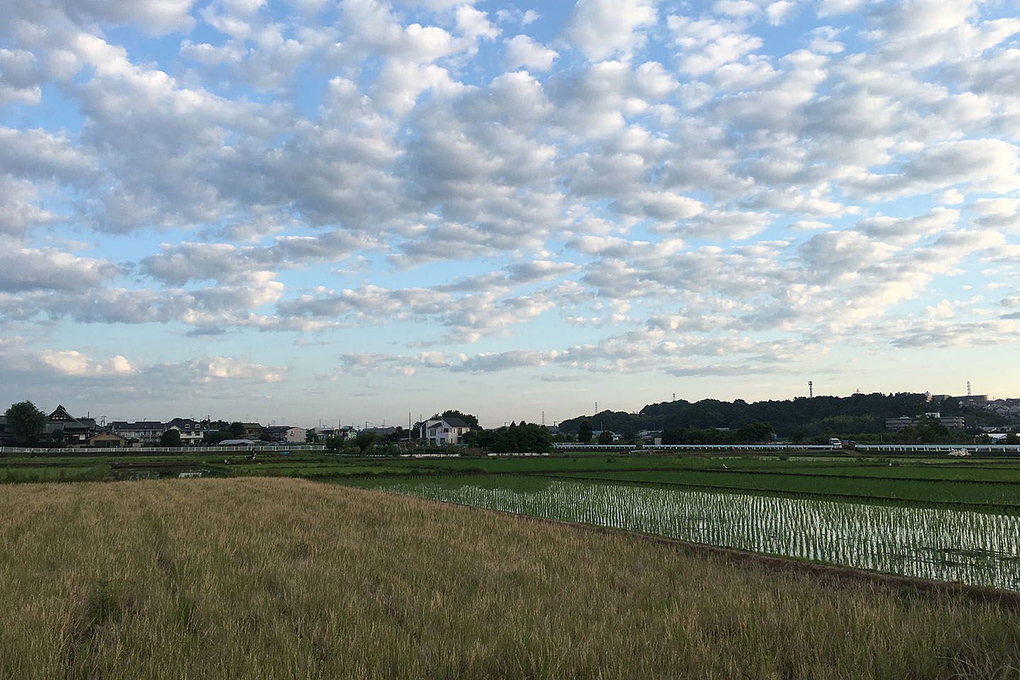 環境汚染が人間に与える影響 - 環境汚染が人間に与える影響
