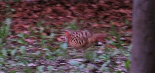 コジュケイ暗い