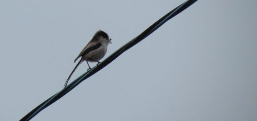 エナガ巣材を咥える