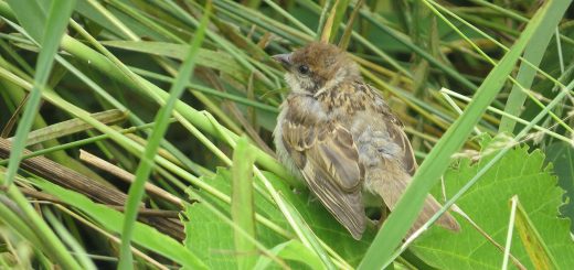 スズメ若鳥