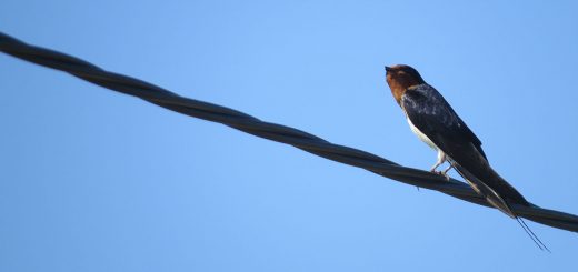 ツバメ上を見る
