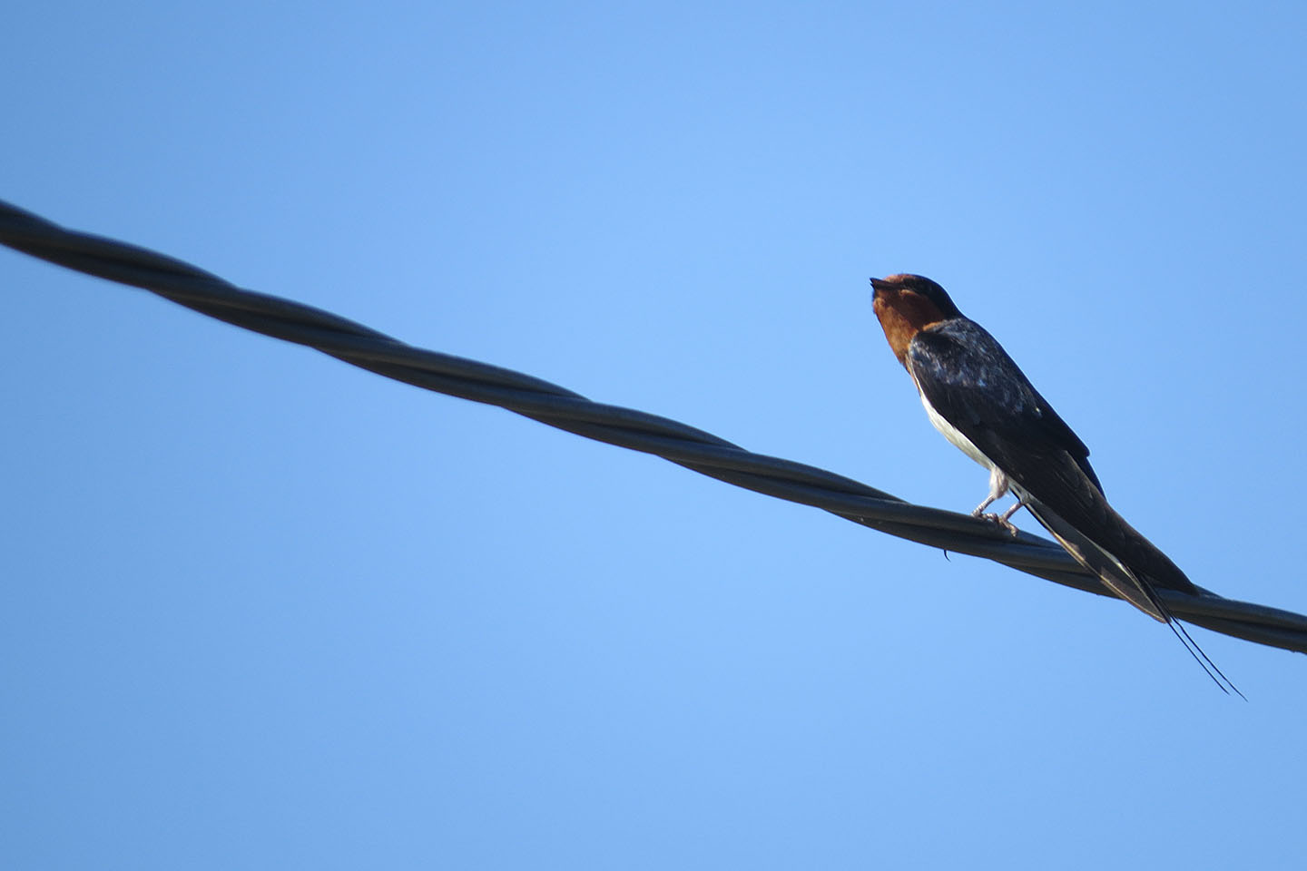 ツバメ上を見る