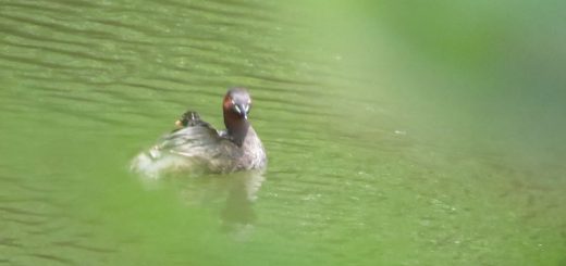 カイツブリ親子新池