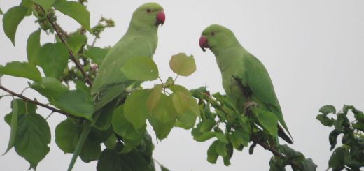 ワカケホンセイインコ２羽