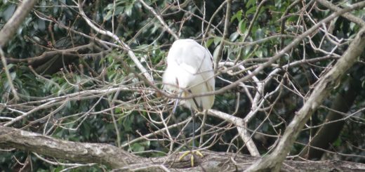 コサギ寺家むじな池