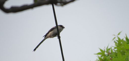 エナガ電線メイン