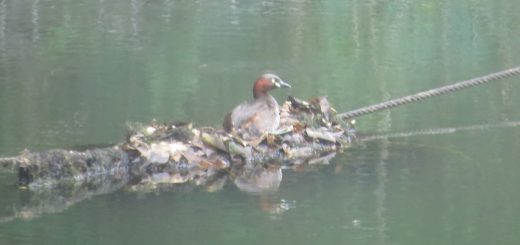 カイツブリ新池