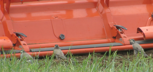 ムクドリトラクター