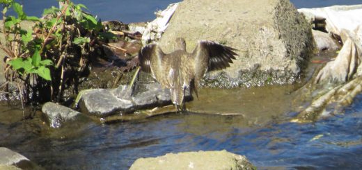 イソシギ飛んだ
