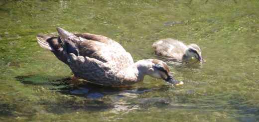 カルガモ親子